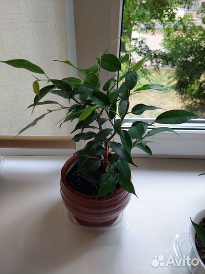 Фикус бенджамина