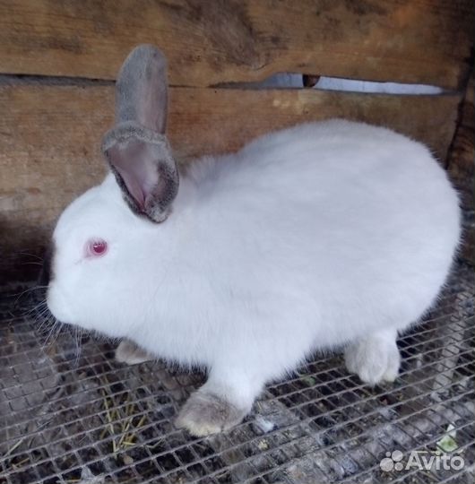 Продаю кроликов
