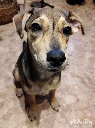 Собака в добрые руки щенок