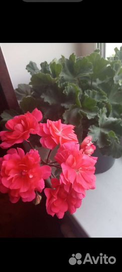 Пеларгония герань PG ZA rosi и PAC foxy