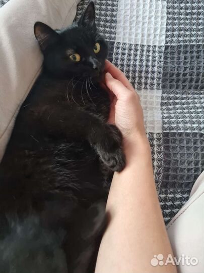 Кошка