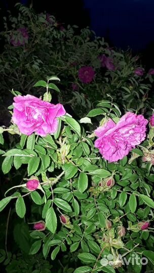 Роза морщинистая