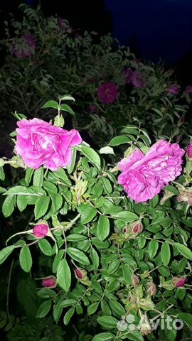 Роза морщинистая