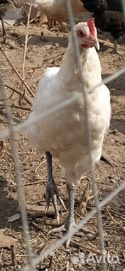 Курочки молодки