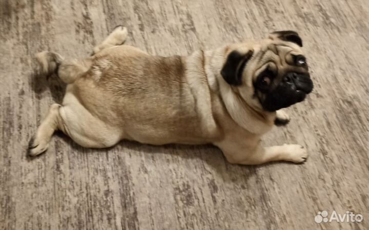 Мопс вязка мальчик