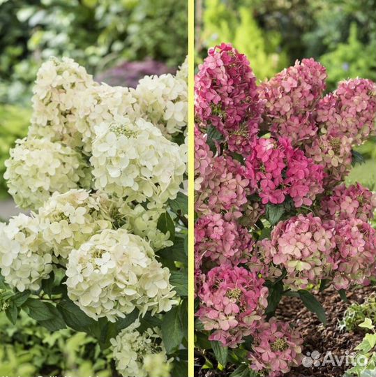 Гортензия метельчатая 