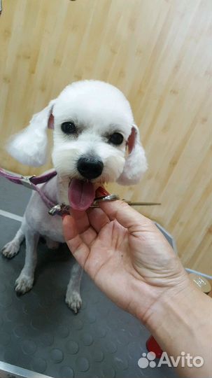 Стрижка собак(животных), грумер, груминг