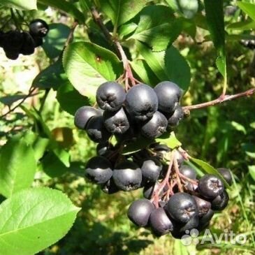 Саженцы ягодных растений