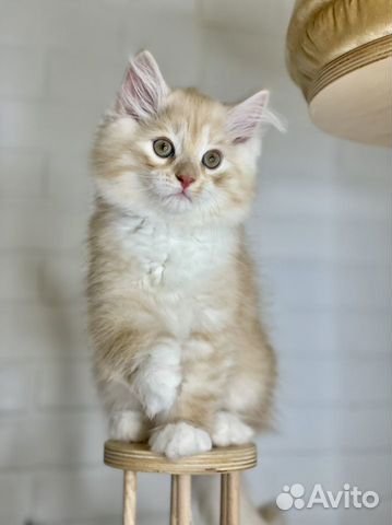 Сибирский котенок мальчик объявление продам
