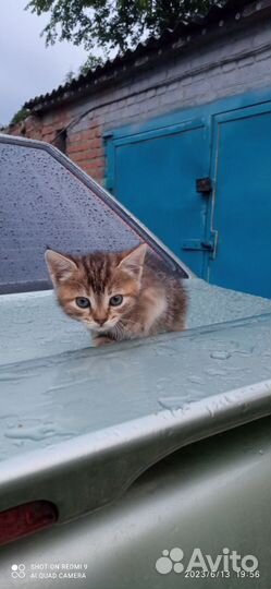 Котята в добрые руки девочки