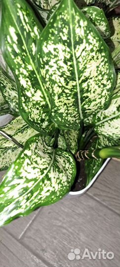 Аглаонема Фридман,фёрст даймонд