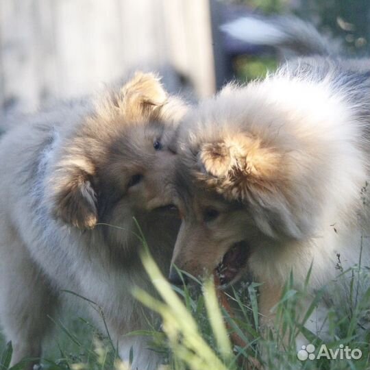 Колли