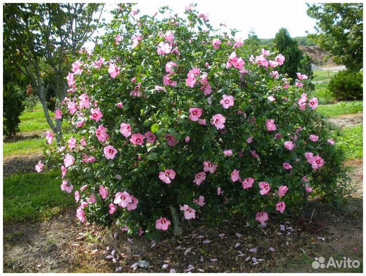 Гибискус Сирийский древовидный