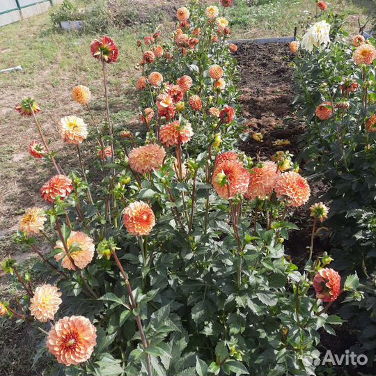 Георгины клубни