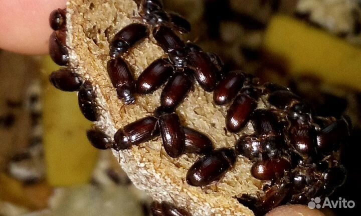 Жук- знахарь(чернотелка)