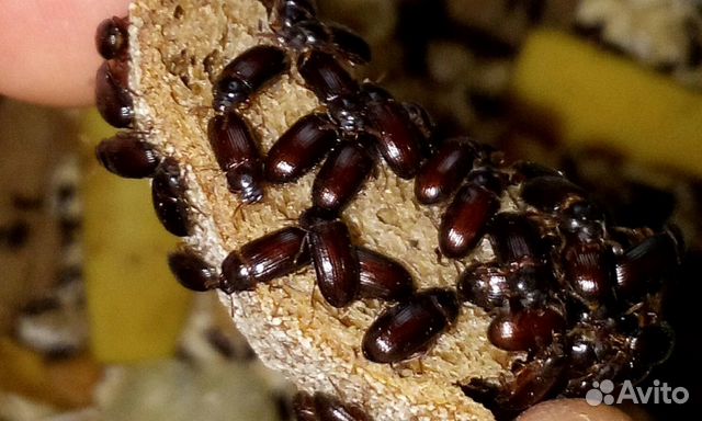 Жук- знахарь(чернотелка)