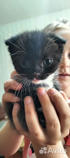 Кошки в добрые руки породистые