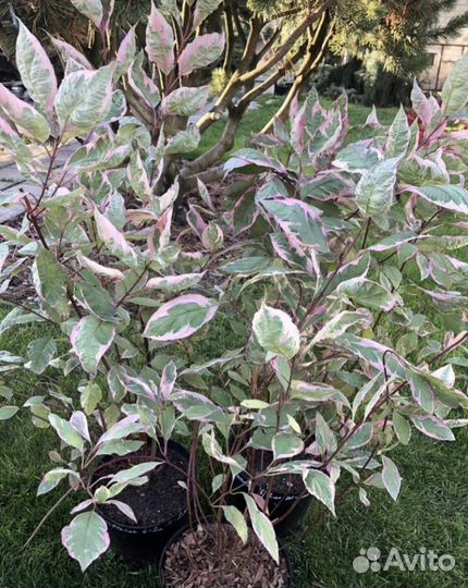 Дерен, Форзиция, Бересклет