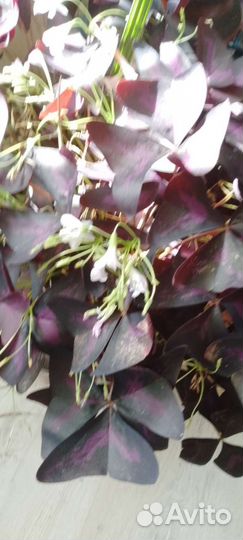 Комнатные цветы кислица