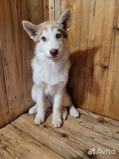 Сибирский хаски