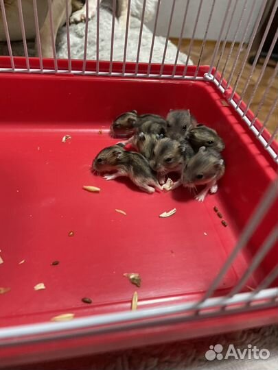 Джунгарский хомяки