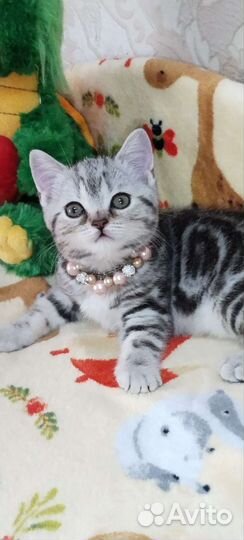 Шотландская кошечка
