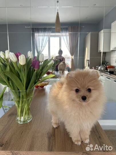 Померанский шпиц