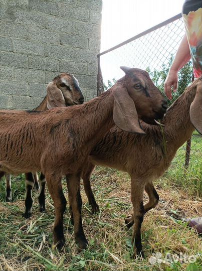 Нубийские козлята