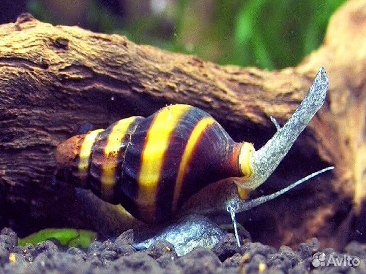 Улитка Хелена и улитка Ампулярия