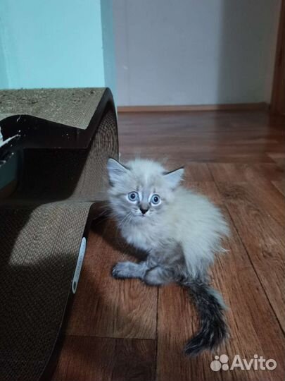 Особенный котёнок