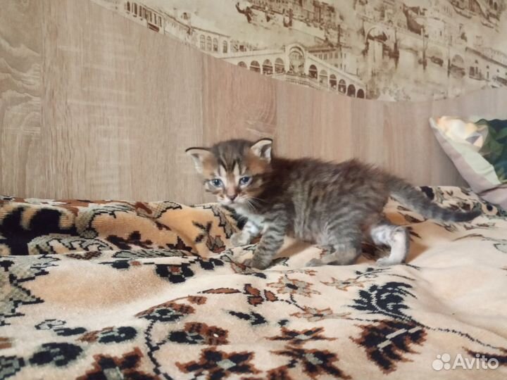 Котята добрые руки