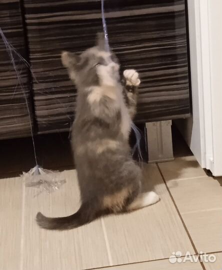 Котята в дар