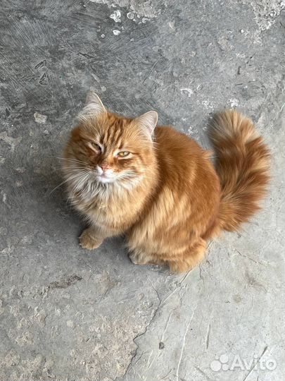 Кот в добрые руки