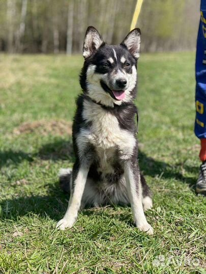 Метис Хаски