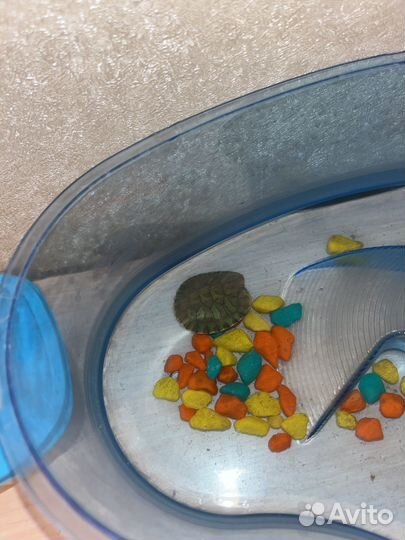 Маленькая черепаха