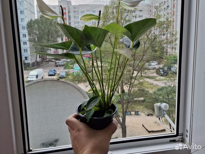 Антуриум белый цветущий