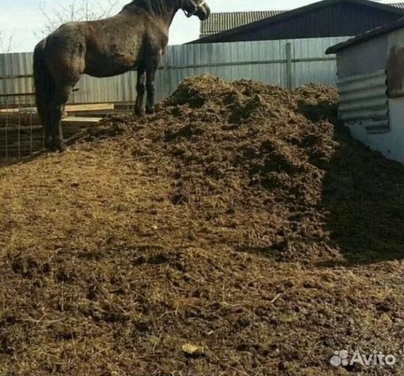 Конский навоз