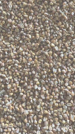 Кукуруза на корм