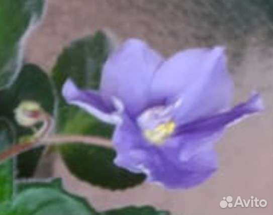 Сортовые фиалки, пока не цветут