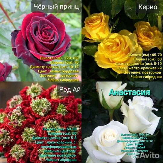 Саженцы роз