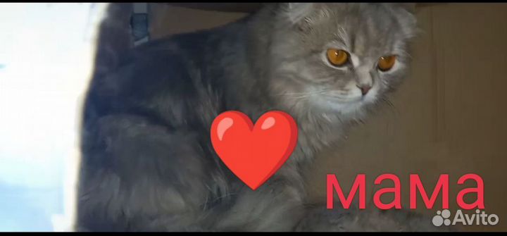 Котята девочки шотландские