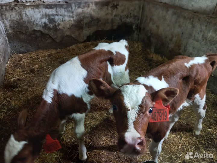 Телята (бычки)