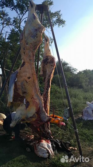 Корова на мясо