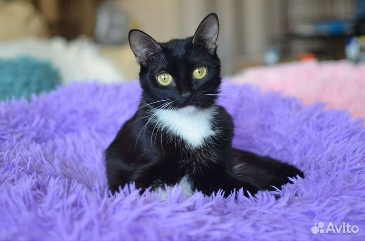 Кошечка в добрые руки