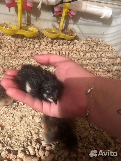 Суточные цыплята несушки