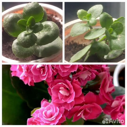 Комнатные цветы