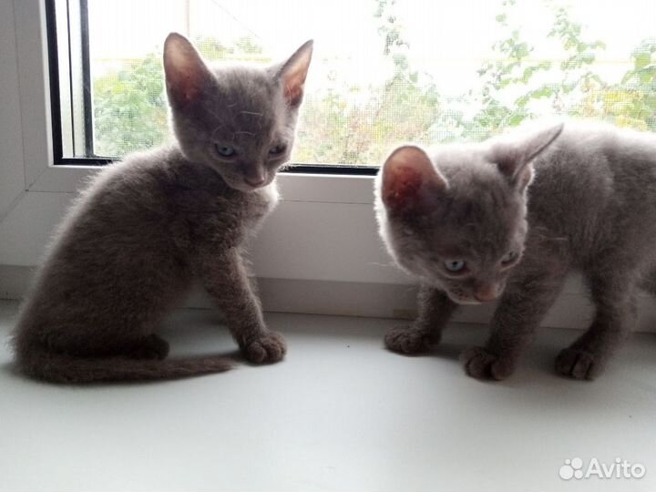 Канадский сфинкс