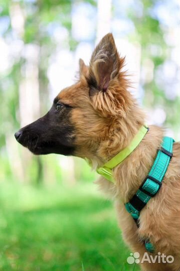 Манго щенок и ужасное детство в приюте