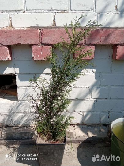 Можжевельник казацкий