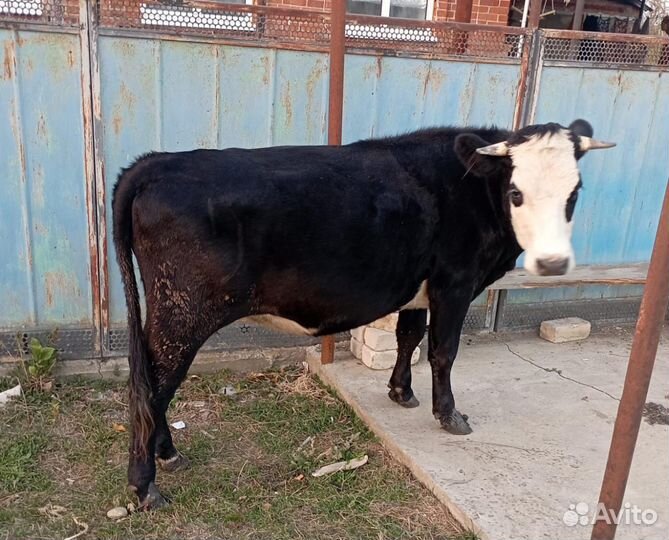 Первотелки